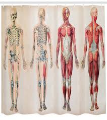 Anyone entering the medical field, as well as those already operating in one, should have a solid understanding of muscles, both their structure and their uses. Ambesonne Human Anatomy Vintage Chart Of Body Front Back Skeleton And Muscle System Bone Mass Graphic Single Shower Curtain Reviews Wayfair