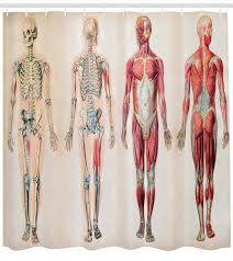 In general, they work in pairs. Ambesonne Human Anatomy Vintage Chart Of Body Front Back Skeleton And Muscle System Bone Mass Graphic Single Shower Curtain Reviews Wayfair