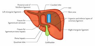 Check spelling or type a new query. Some Viva Based Question Of Easy Anatomy à¦¸à¦¹à¦œ à¦à¦¨ à¦Ÿà¦® Facebook