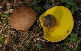 Image result for Boletus variipes