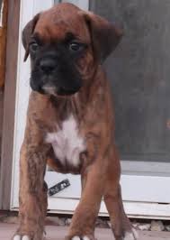 Boxer & german shepherd mixed puppy. Akc Boxer Puppies For Sale In Colorado Springs Colorado Classified Americanlisted Com