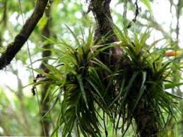Epiphyte, any plant that grows upon another plant or object merely for physical support. Types D Epiphytes Qu Est Ce Qu Une Plante Epiphyte Et Les Adaptations Des Epiphytes Fr Haenselblatt Com