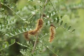 Image result for Ormocarpum trichocarpum