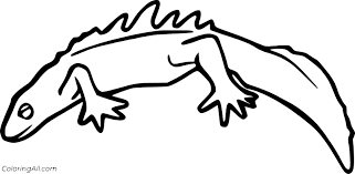 The style of citing shown here is from the mla style citations (modern language association). Newt Coloring Pages Coloringall