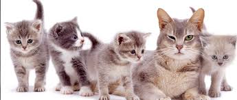 Kedi Ciftlesmesi Kur Yapma Ve Yavrulama