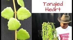 Check spelling or type a new query. Succulent Vine Tangled Heart Care And Lot More Youtube