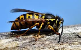 If the nest is near the home, keep nearby windows closed. Wasp Nest Removal By Experts In Sandown The Isle Of Wight Pest Control Iow