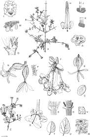 Nu henric trebuia să moștenească tronul. A Monograph Of Caprifoliaceae Linnaeeae Springerlink
