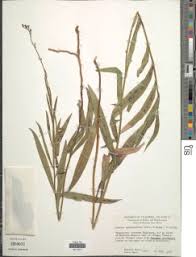 Image result for Launaea cornuta