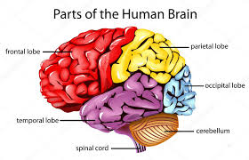 ᐈ Human brain drawing stock illustrations, Royalty Free human ...
