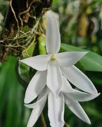 Image result for Aerangis splendida