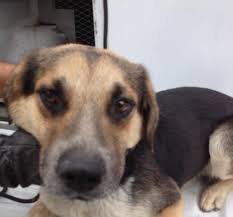 Black And Tan Beagle Mix Animal Id 39028925 Species Dog Breed Beagle Mix Age 2 Years 14 Days Gender Male Size Medium Color Bla Mixed Breed Dogs Medium Beagle Mixed Breed Dogs