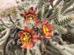 Image result for Coleus cylindraceus