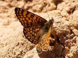 Image result for Melitaea cinxia
