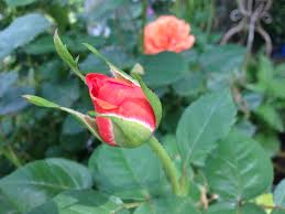Pin On My Garden