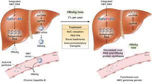More than 1 billion doses of the hepatitis b vaccine have been given worldwide, and it is considered to be a very safe and effective vaccine to protect infants, children and adults from hepatitis b. Hepatitis B Surface Antigen Loss Too Little Too Late And The Challenge For The Future Gastroenterology