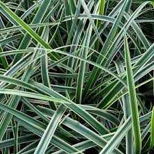 Image result for Carex johnstonii