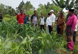 Check spelling or type a new query. Lebih Menguntungkan Pemprov Riau Ajak Petani Sawit Beralih Tanam Singkong
