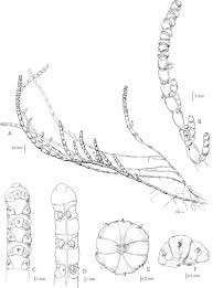 Image result for Sarcocornia natalensis