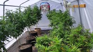 Any shelter that is not anchored securely has the potential to fly away causing damage, and is not covered under the warranty. Greenhouse Update Youtube
