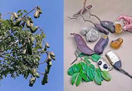 Image result for Hymenaea courbaril