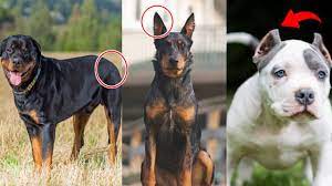 Check spelling or type a new query. Why Some People Crop Or Cut There Dog S Ear And Tail Dog Ki Tail Aur Kanko Kyu Kata Jata Hai Youtube