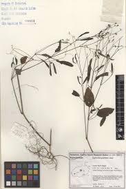 Image result for Euphorbia graminea