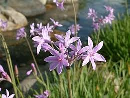 Image result for Tulbaghia cameronii