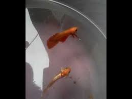 Biasanya banyak tersedia di pasar maupun penjual pinggiran jalan. Ikan Cupang Berkelahi Youtube