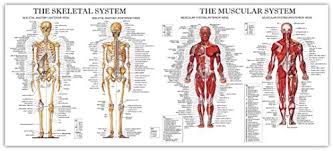 The Muscular And Skeletal System Large Chart Diagram Poster
