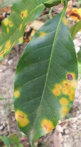 This leaves room for naturally sweet and smooth flavours to shine instead. Coffee Bean Plant Leaves Turning Brown