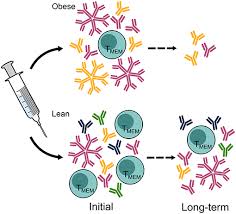 Meningitis arises on ground of typical intoxication and fever, or in. Frontiers Impact Of Obesity On Influenza A Virus Pathogenesis Immune Response And Evolution Immunology