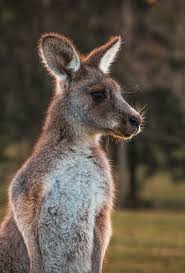 Best 20 Animals Pictures Download Free Images On Unsplash In 2020 Australia Pictures Australia Travel Australia