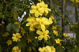 Flowering vines offer a landscape solution for many needs. 10 Great Jasmine Shrubs And Vines For Your Landscape
