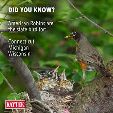 Birds Of Northern Michigan American Robins Are The State Bird For Three U S States Connecticut Michigan And Wisconsin Wild Birds Wild Bird Feeders State Birds