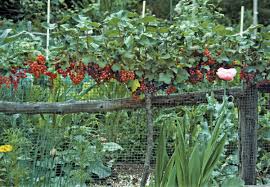 This Red Currant Espalier Would Be So Pretty Around An Orchard Or Garden Fence Pruning Red Currants Google Search Plants Fruit Trees Espalier Fruit Trees