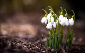 So, plant snowdrops and look forward to seeing these beauties early every year. Snowdrop 1080p 2k 4k 5k Hd Wallpapers Free Download Wallpaper Flare