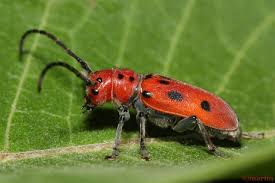 Red Milkweed Beetle Milkweed Milkweed Plant Insects
