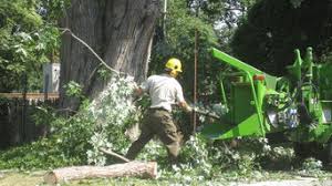Cleaning up after a storm. Best 15 Tree Trimming Removal Services Near Me Houzz