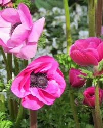 Image result for Aneilema nyasense