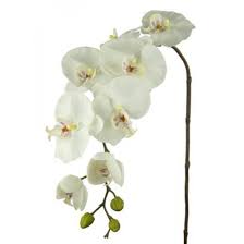 We did not find results for: Real Touch Phalaenopsis Orchid Ivory Artificial Flowers