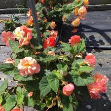 Image result for Begonia princeae