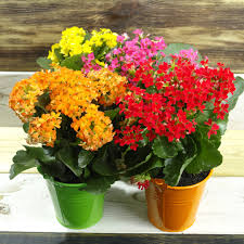 Image result for Kalanchoe blossfeldiana