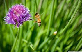 We did not find results for: Ohio Overwintered Honey Bee Nucs Raw Local Honey Hartville Honey Bee Farm