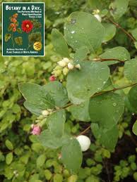 Image result for Strombosiopsis