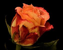 A poke hot plant, the torch lily will set up the garden on fire. Images Rose Orange Flowers Dry Closeup Black Background