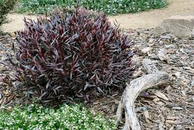 Image result for Wahlenbergia flexuosa