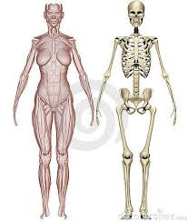 Skeletal muscles, commonly called muscles, are organs of the vertebrate muscular system that are mostly attached by tendons to bones of the skeleton. Muscles And Skeleton Woman Female Skeleton Anatomy Sculpture Skeleton Anatomy