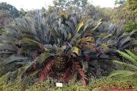 Image result for Zamiaceae