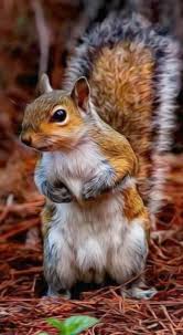 Squirrels Are Generally Small Animals Ranging In Size From The African Pygmy Squirrel At 7 10 Cm 2 8 3 9 In In Length Cute Animals Animals Beautiful Animals